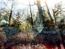 Charger l'image dans la galerie, LA FORÊT PENSIVE
